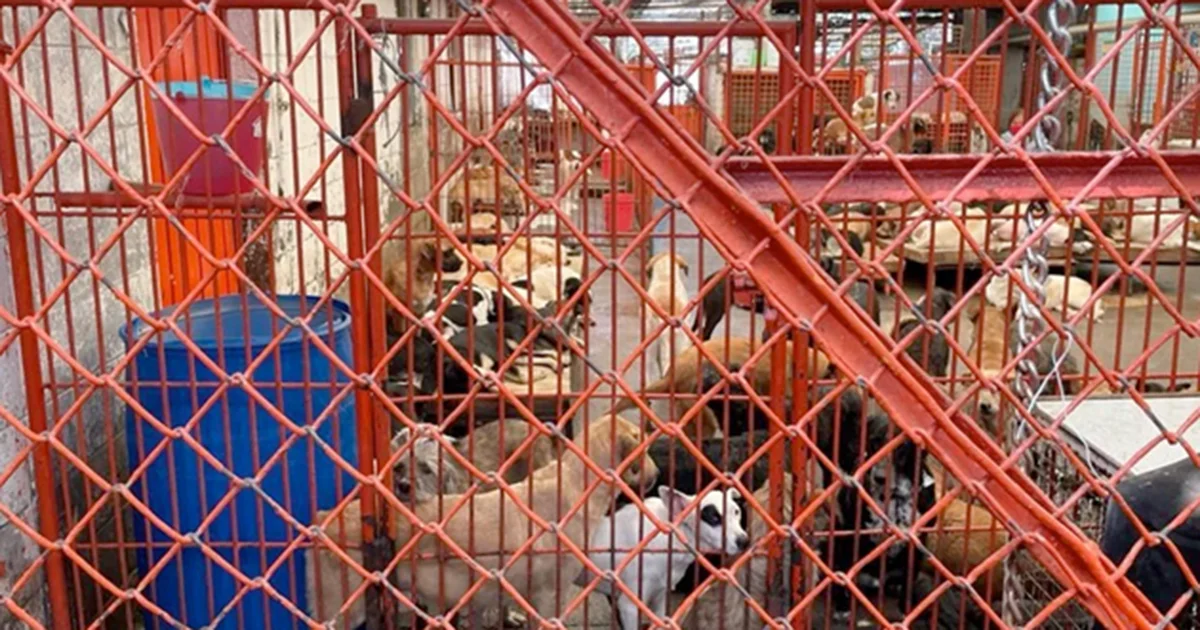 Los encargados alegan que la acusación es para justificar el despojo y favorecer intereses ajenos al bienestar animal