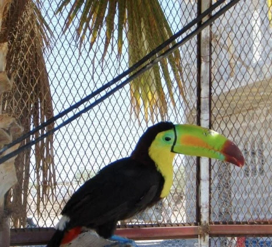 Denuncian zoológico clandestino con fauna exótica en ejido de Coahuila. Autoridades ambientales investigan el caso tras confirmar la posesión irregular de animales silvestres.
