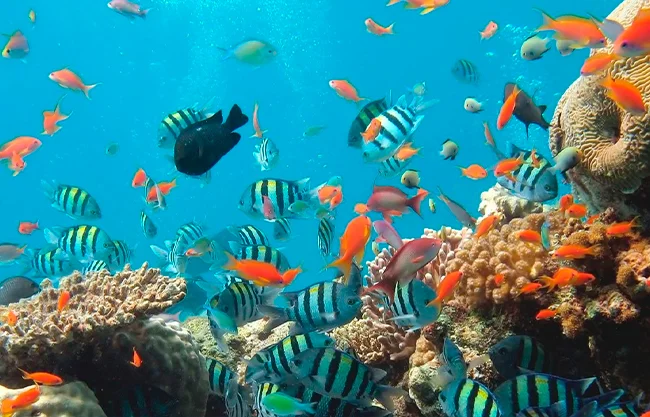 Entra en vigor histórico acuerdo de la ONU sobre biodiversidad marina