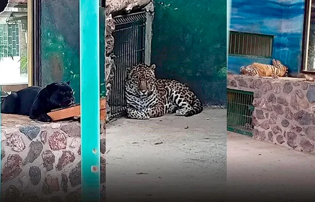 Un operativo judicial desplegado en la delegación Santa Rosa Jáuregui, Querétaro, derivó en el aseguramiento de aves, un arsenal de armas de fuego de uso exclusivo del Ejército y el rescate de diversas especies de fauna exótica