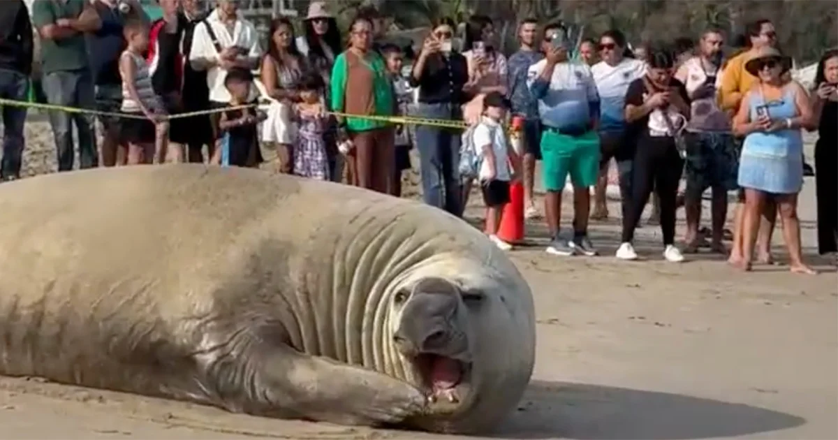 Elefante marino aparece en playa de Nayarit; autoridades acordonan zona para protegerlo