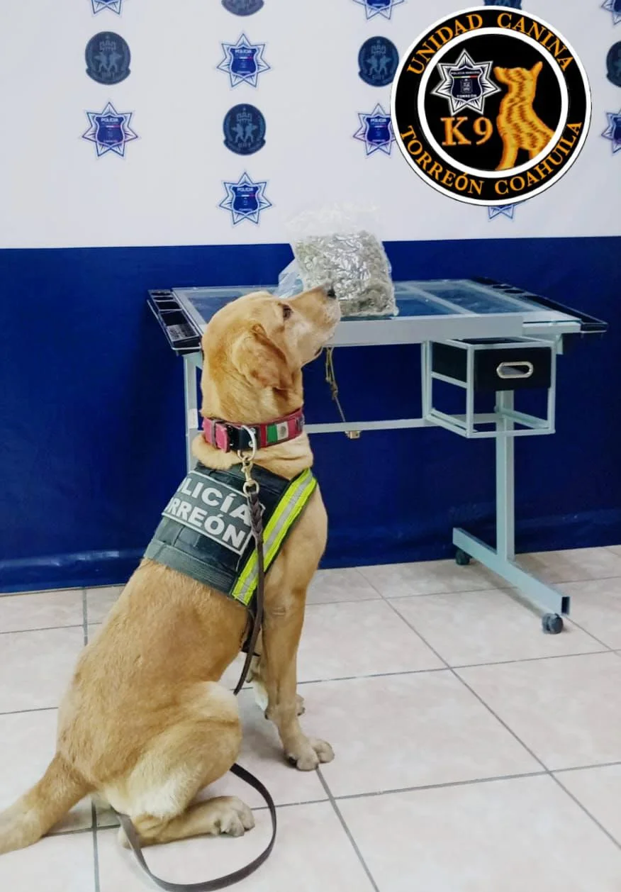 Elementos K-9 aseguran medio kilo de marihuana en paquetería de Torreón. Droga fue detectada por binomio canino en inspección de rutina.