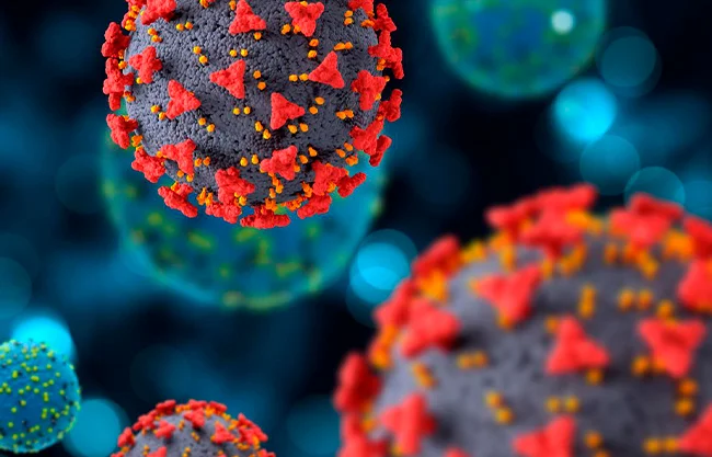 Aunque el riesgo de una pandemia a la escala del COVID-19 se considera actualmente bajo, la OMS mantiene al Nipah en su lista de máxima prioridad