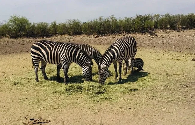 Reportan muerte de cebra por presunta negligencia en el Zoológico de León
