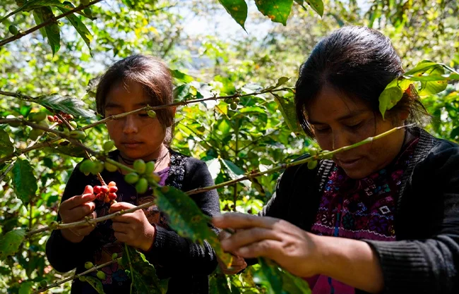 Sembradores indígenas de México llevarán productos agroecológicos a las ferias más grandes de Europa