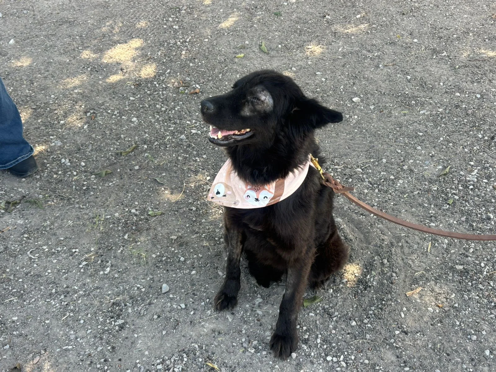 Perrita rescatada tras brutal ataque con arma blanca busca hogar definitivo. Su salud mejora tras cirugía urgente.