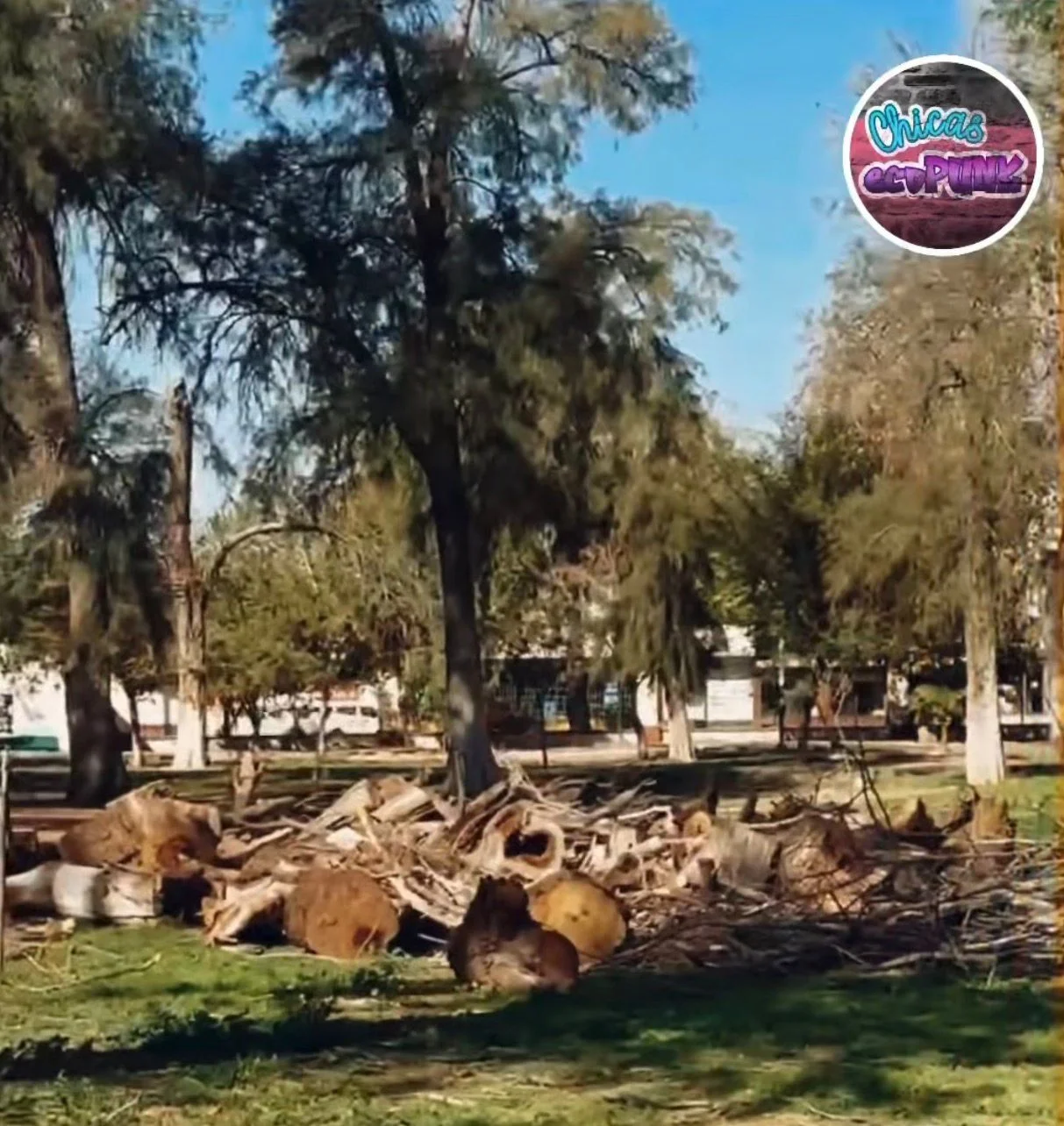 Colectiva ambiental denuncia tala y abandono del arbolado en el Bosque Venustiano Carranza, contradiciendo versiones oficiales.