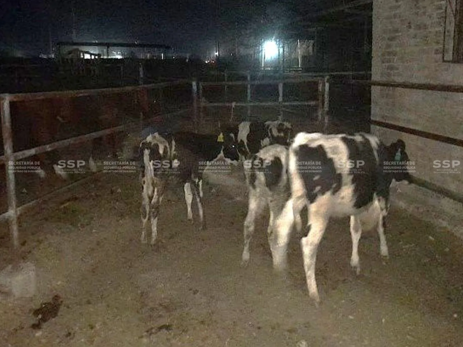 Policía estatal asegura seis cabezas de ganado bovino en Gómez Palacio. El conductor no acreditó la propiedad legal de los animales durante un operativo de vigilancia.