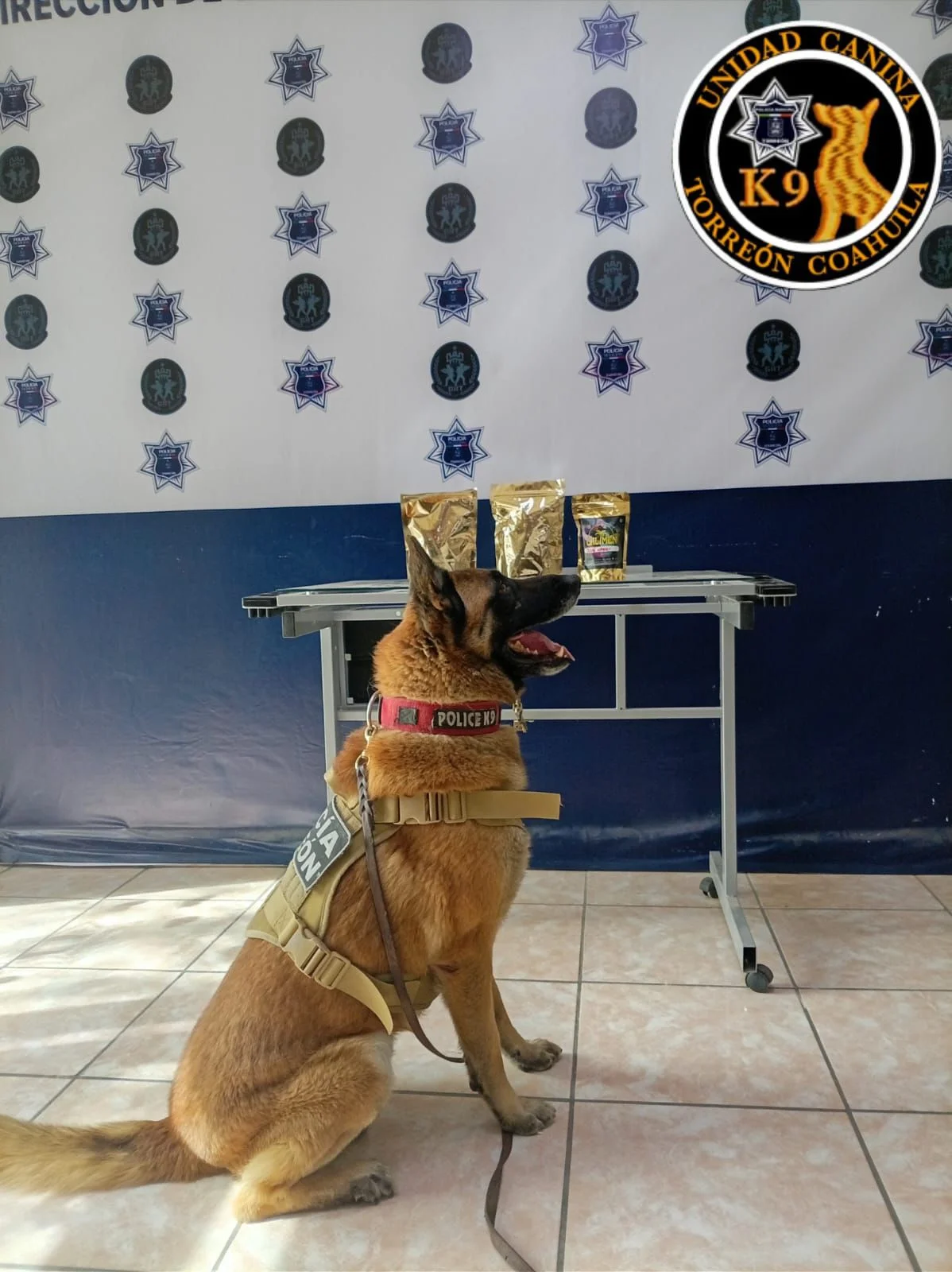 Policía de Torreón asegura paquete con presunta marihuana en el Centro, tras marcaje de binomio canino en operativo de inspección.