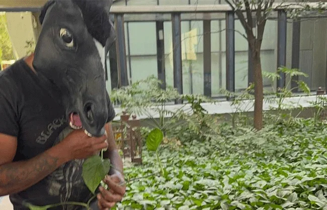 Joven “caballo” acude al Congreso de NL para impulsar la Ley Therian