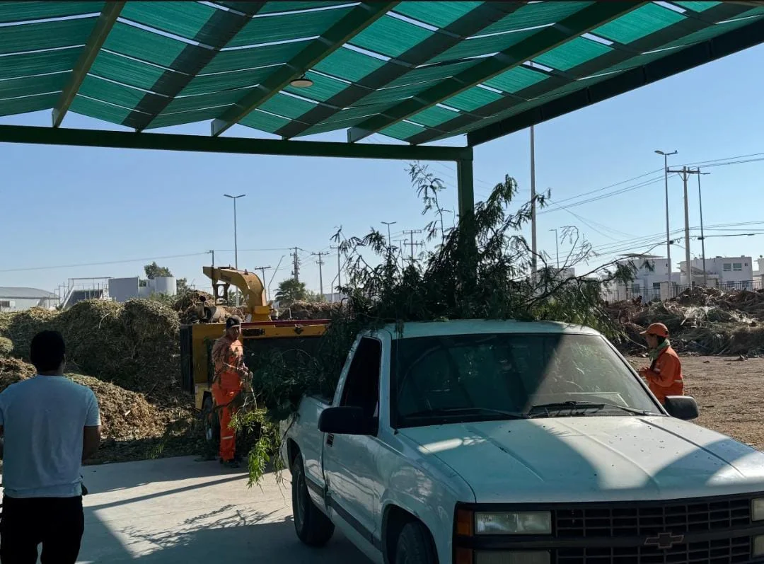 Concluye el 28 de febrero la temporada de poda libre en Torreón