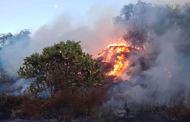 Fuego consume 25 hectáreas junto a la Zona Arqueológica de Tula
