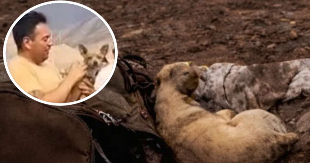 Trasciende que el dueño de la perrita le dio 'su último abrazo de amor' y usó su cuerpo para proteger a su mascota, lamentablemente sólo el can sobrevivió tras el fuerte impacto
