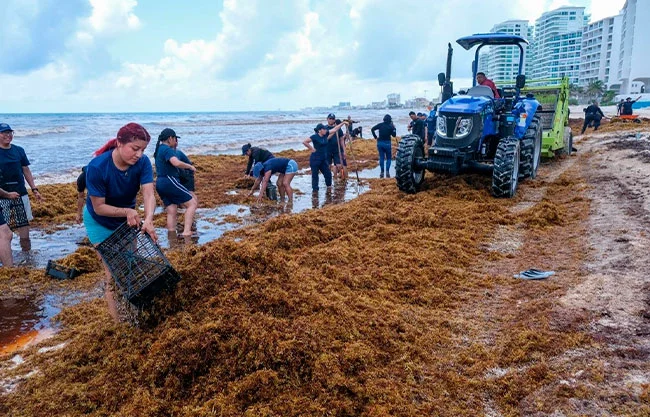 Caribe Mexicano bajo amenaza, esta año será con más sargazo en la historia