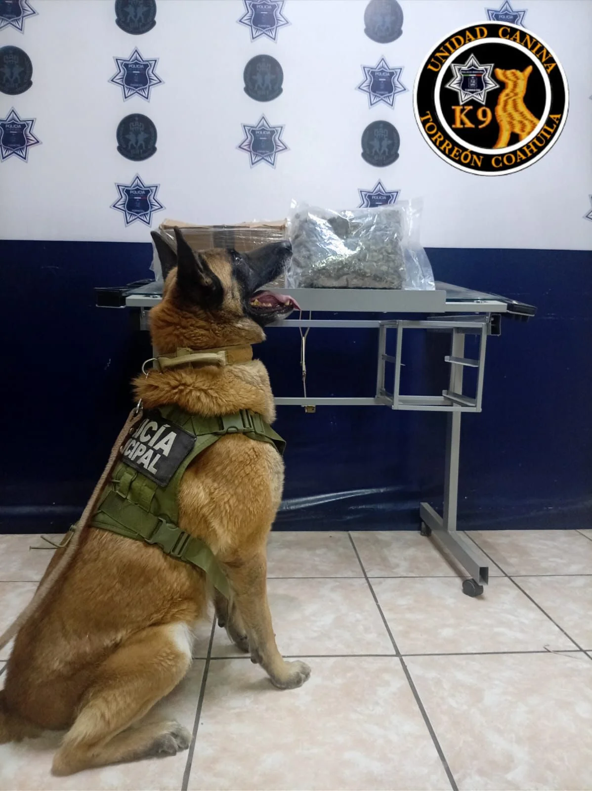 Elementos de la Unidad Canina K-9 aseguran un paquete con presunta marihuana durante una inspección rutinaria en una empresa de mensajería de Torreón.
