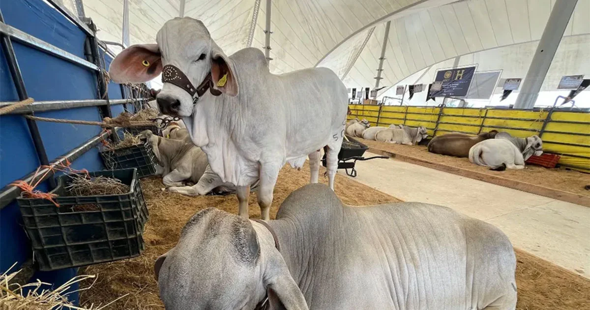 Cierre de las exportaciones a Estados Unidos por gusano barrenador, ha originado que 1.2 millones de animales se queden en el país; preocupa a CNOG