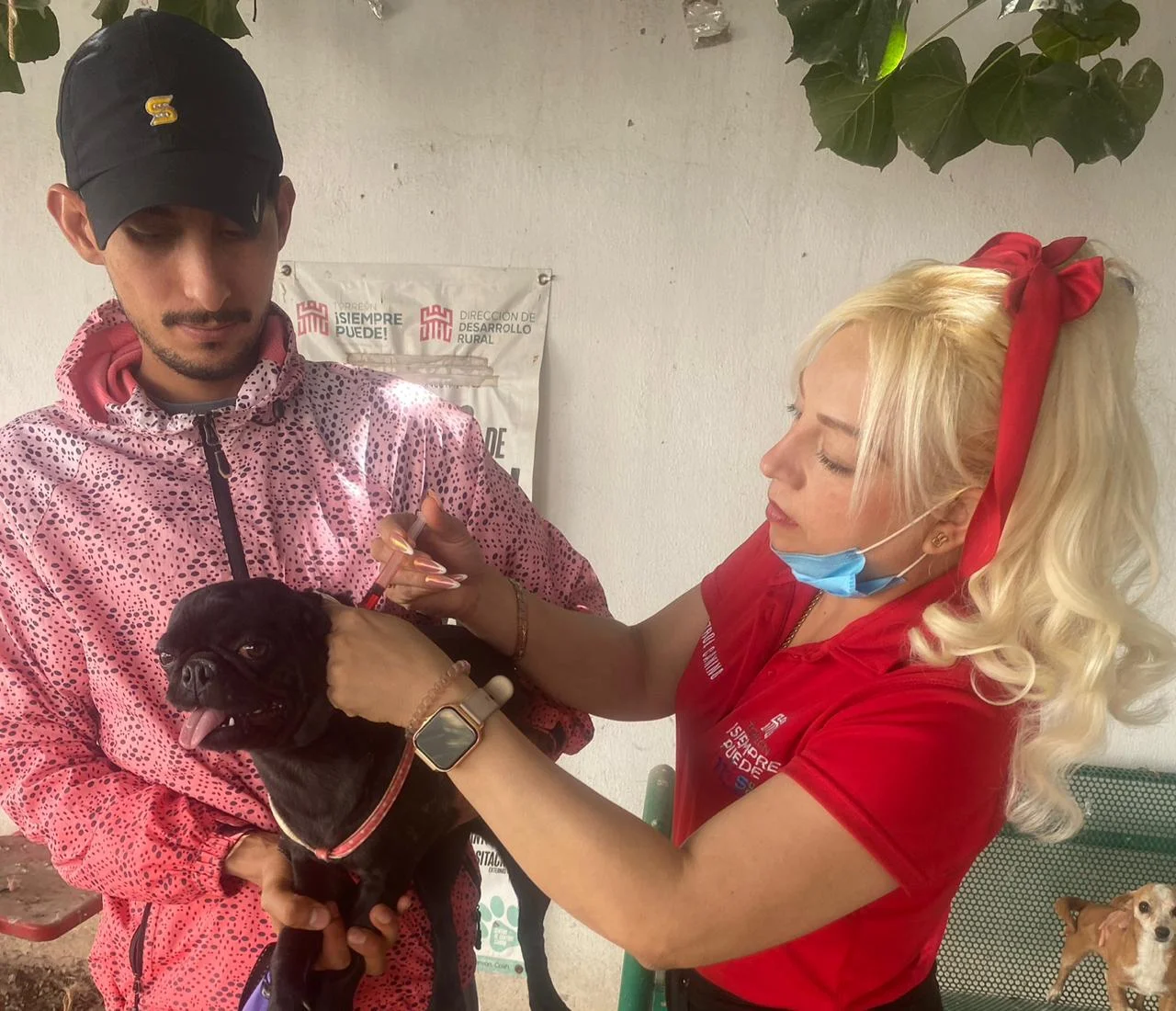 Salud Pública lanza campaña gratuita contra la rickettsia en mascotas. Prevén enfermedades transmitidas por garrapatas con acciones en el Centro de Control Canino.