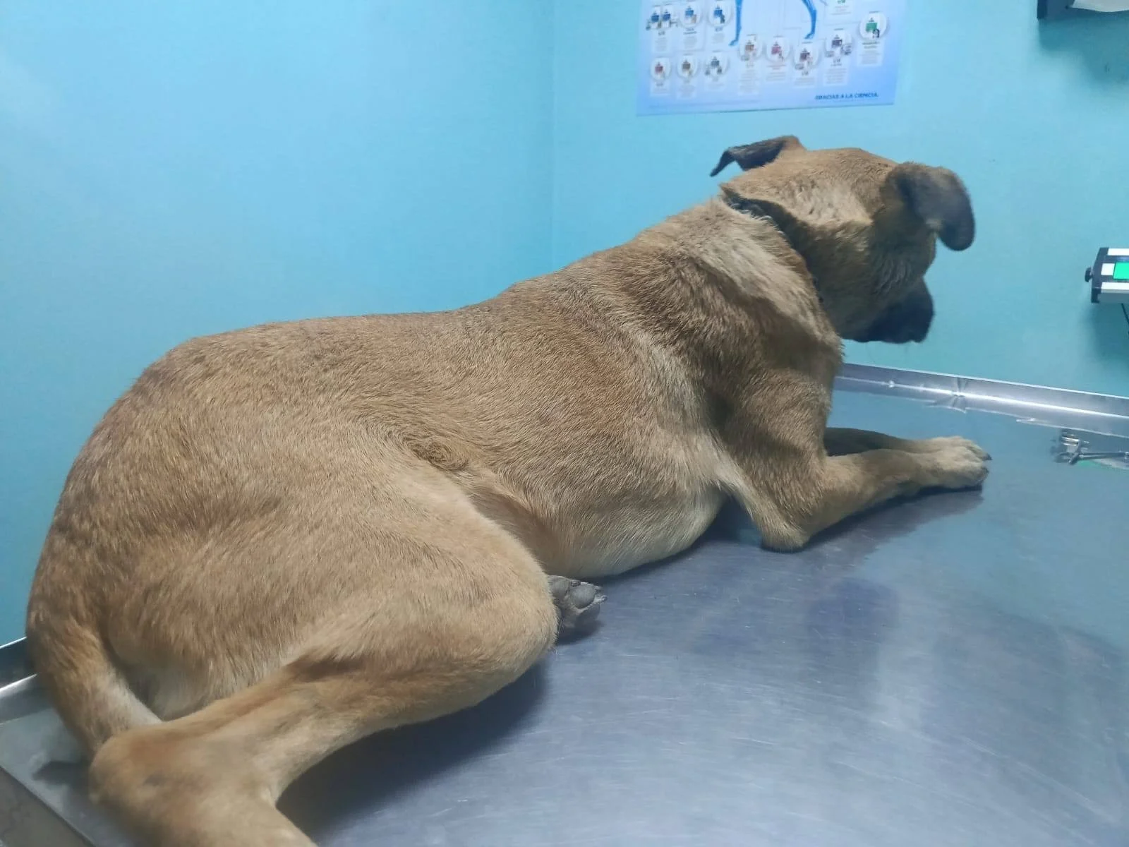 Alerta en colonia Eduardo Guerra por presunto envenenamiento de perros y gatos. Vecinos reportan varios animales fallecidos y piden extremar precauciones.