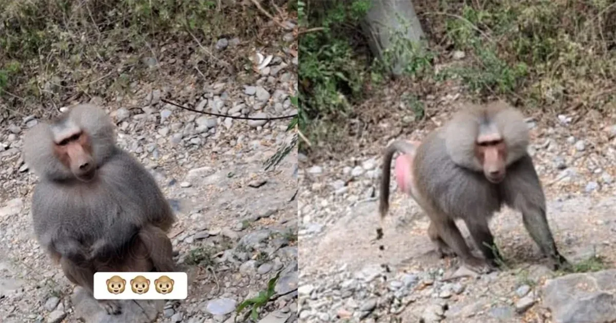 Protección Civil municipal recomienda a residentes y visitantes no acercarse ni alimentar al primate localizado en la zona de la cortina de la presa