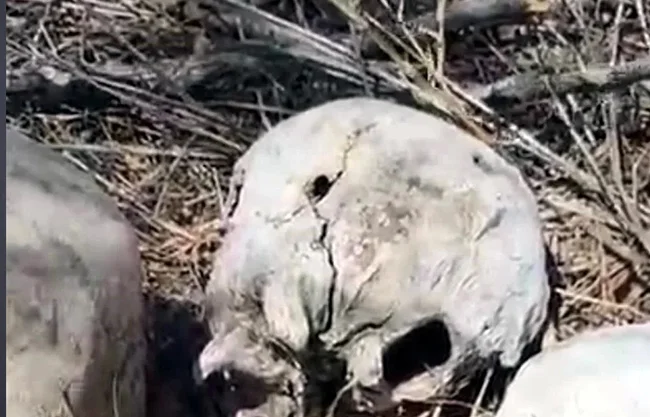 Colectivo encuentra restos humanos en un predio de Reynosa; indicios apuntan a un campo de exterminio