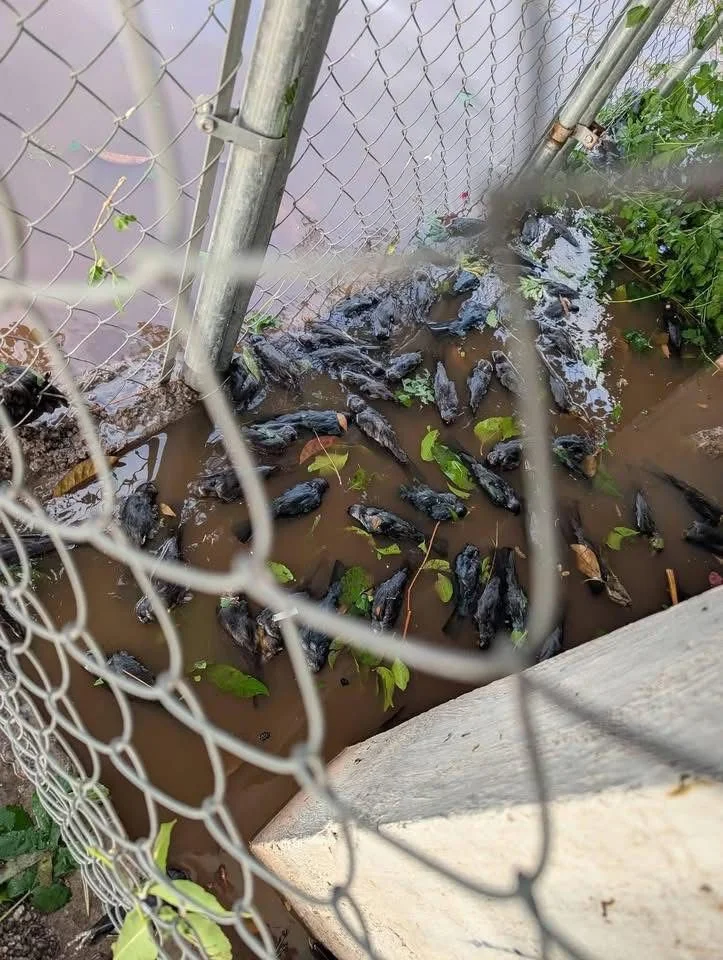 Granizada en La Laguna causa mortandad masiva de aves migratorias, evidenciando vulnerabilidad ambiental y desatando indignación ciudadana.