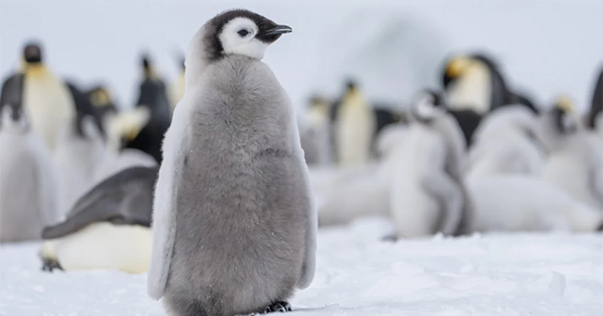 Pingüino emperador y lobo marino antártico ingresan a lista de especies en peligro de extinción