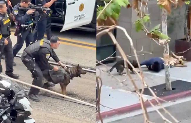 Hombre es sometido por perro policía tras agredir a empleado de estacionamiento en San Diego