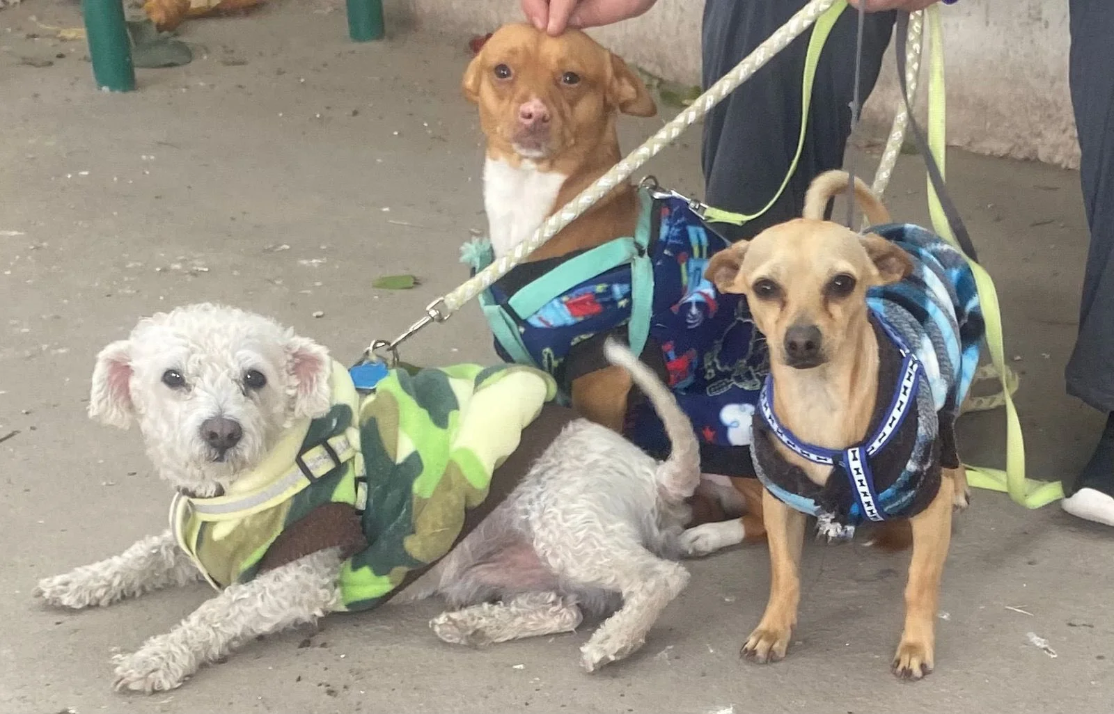Invitan a campaña de adopción de mascotas en Torreón