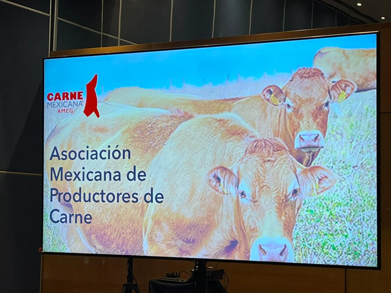 La región lagunera es un nodo clave en la cadena cárnica nacional, con un inventario de 430 mil cabezas y un papel central en la engorda intensiva y el abasto de carne.
