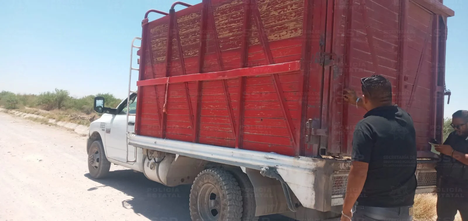 Policía asegura camioneta con ganado bovino sin documentación en Gómez Palacio; un animal estaba muerto. Caso bajo investigación.