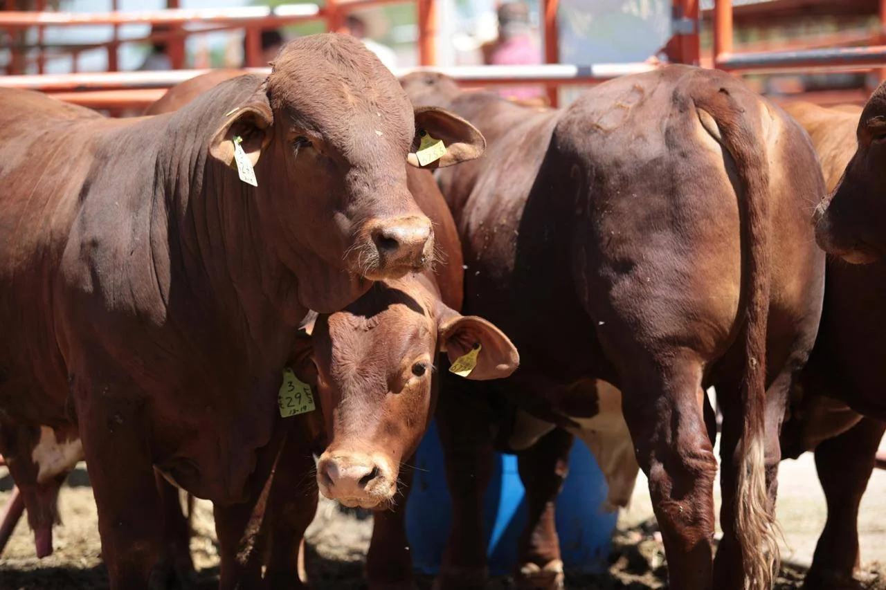 Gusano barrenador llega a los límites de Coahuila; refuerzan medidas sanitarias