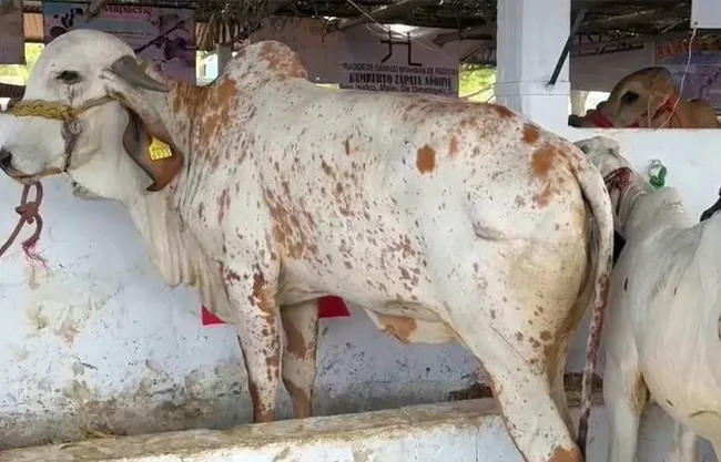 Vigilancia epidemiológica tras primer contagio humano de gusano barrenador en Hidalgo
