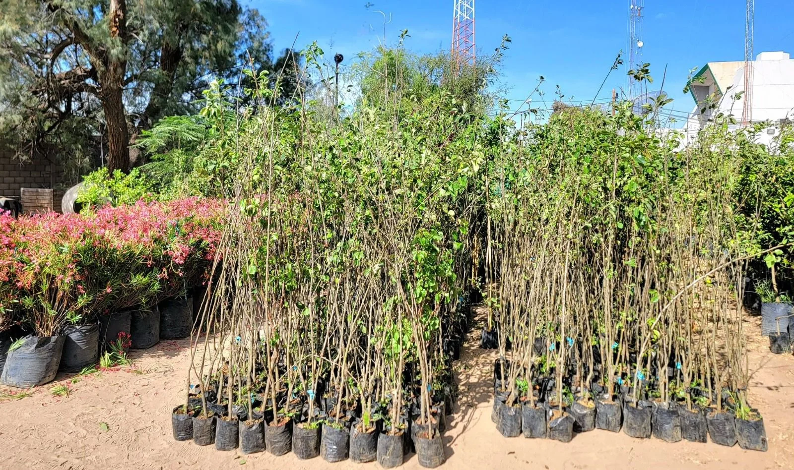 Torreón dona árboles nativos y frutales a la ciudadanía para fomentar la reforestación y el cuidado ambiental.