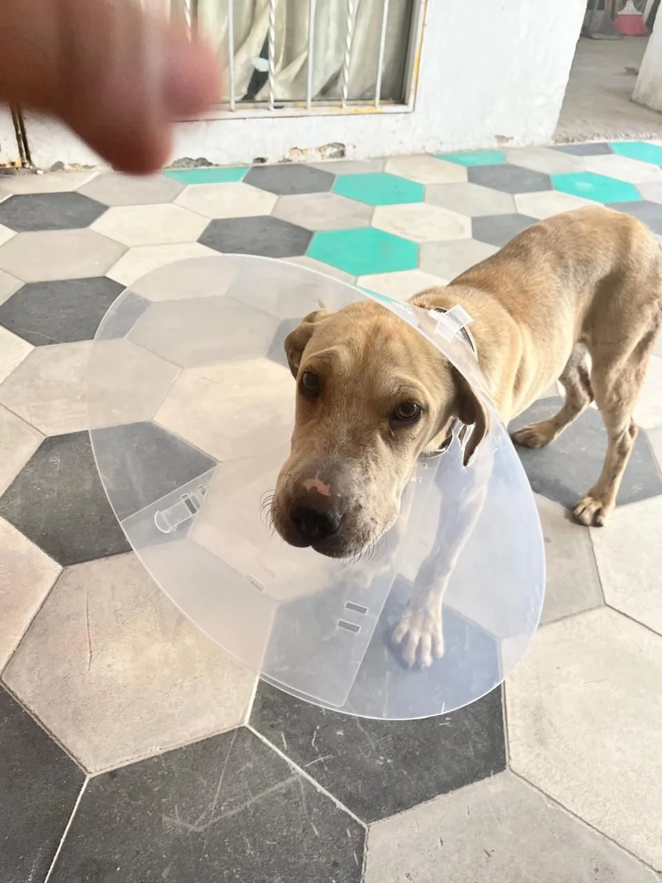 Perro con cola mutilada es rescatado en Torreón; lo llaman "Luke" y busca hogar.
