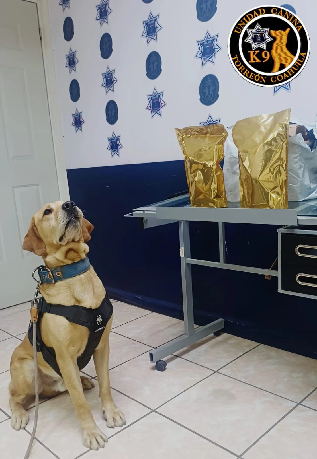 Perros policía detectan droga en paquetería de Torreón; aseguran bolsas con sustancia ilícita durante operativo preventivo.