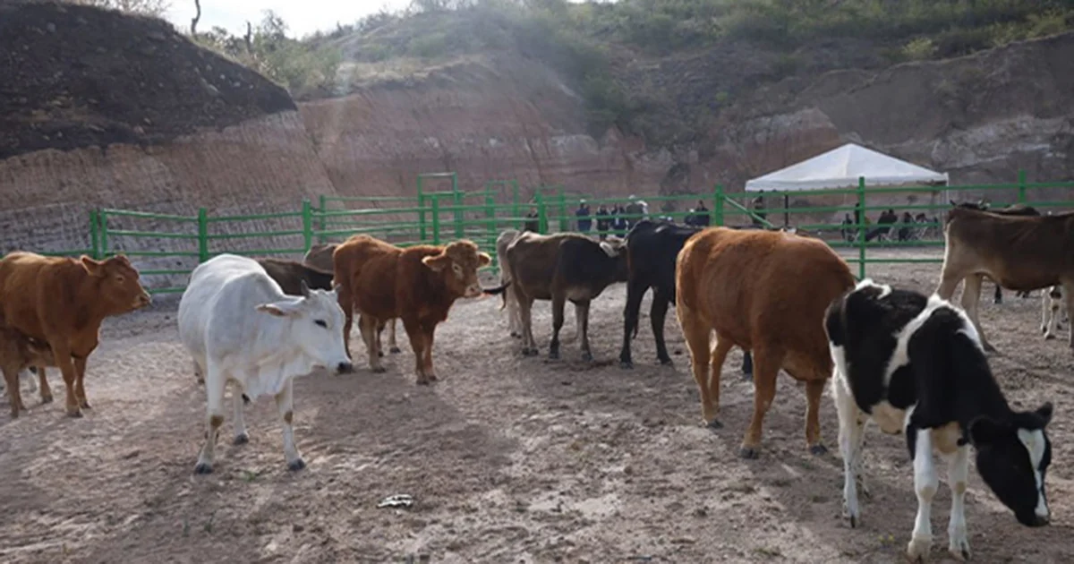 Advierten que la plaga podría estar a unos cuantos días de pasar la frontera norte