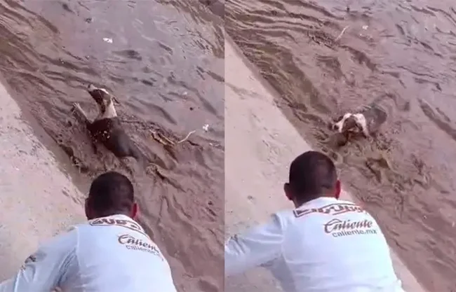 Finalmente, tras un esfuerzo coordinado, el perro fue sujetado y empujado hacia la superficie, donde fue puesto a salvo en tierra firme