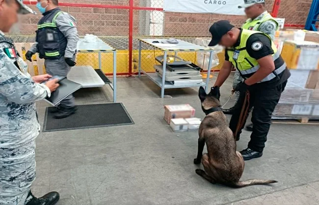 La droga fue localizada oculta en artículos religiosos, esto suma a una serie de incautaciones recientes en las terminales aéreas del Valle de México