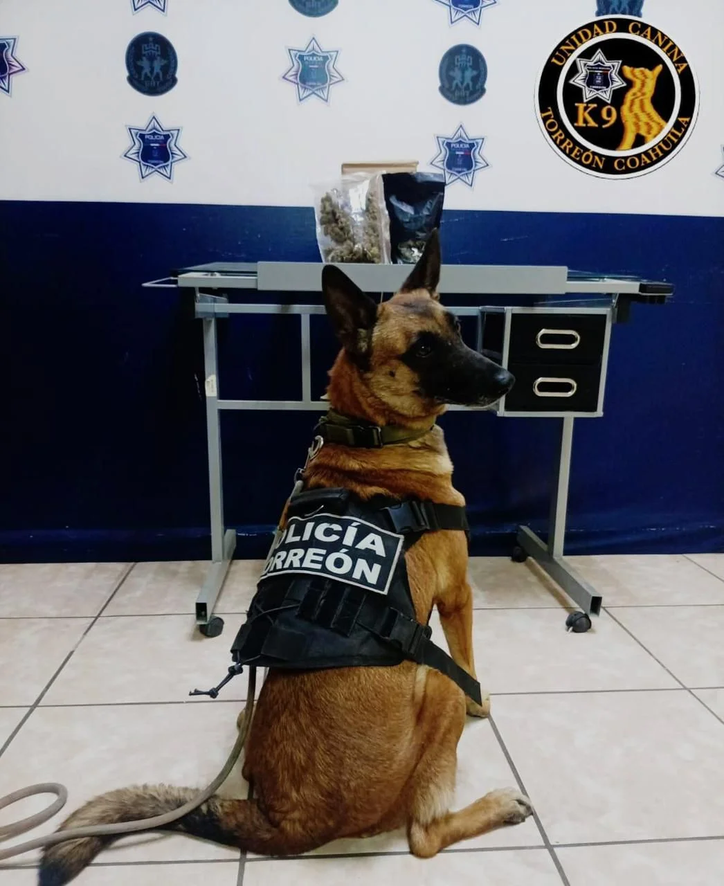 Elemento canino "Olivia" detectó marihuana en paquetería de Torreón; aseguramiento ocurrió durante revisión preventiva en la colonia Centro.