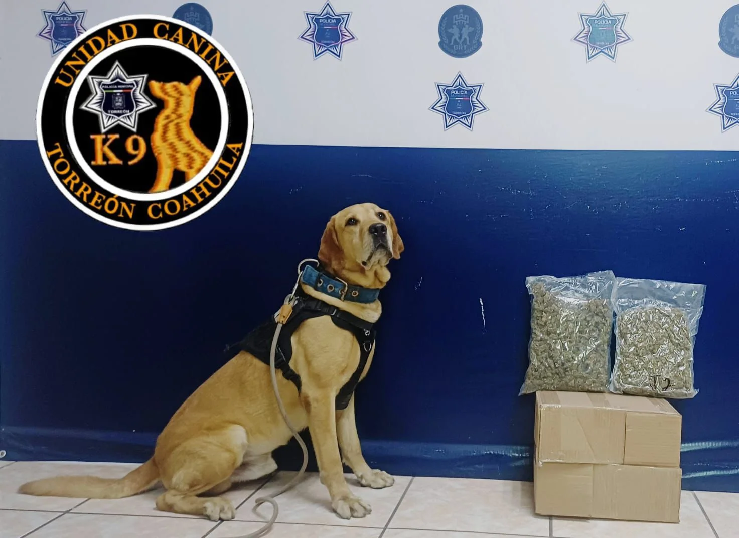 Perro "Arturo" detectó marihuana en paquetería de Torreón. Aseguramiento en operativo preventivo.