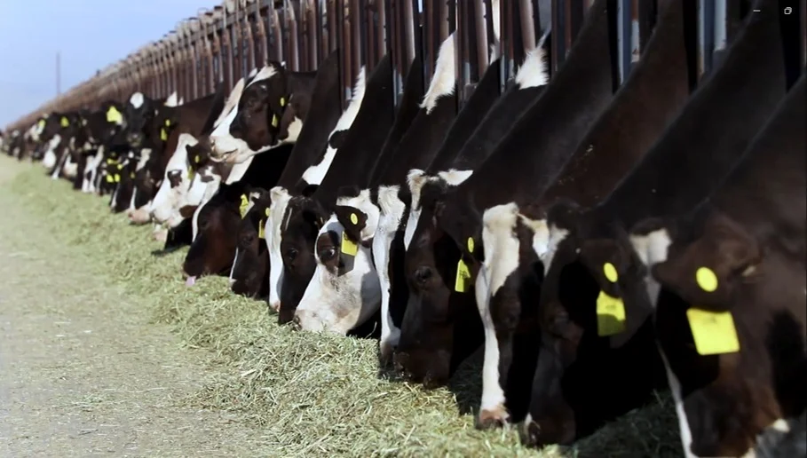 Productores de leche mexicanos avanzan hacia una producción sustentable, garantizando calidad y abasto en todo el país.