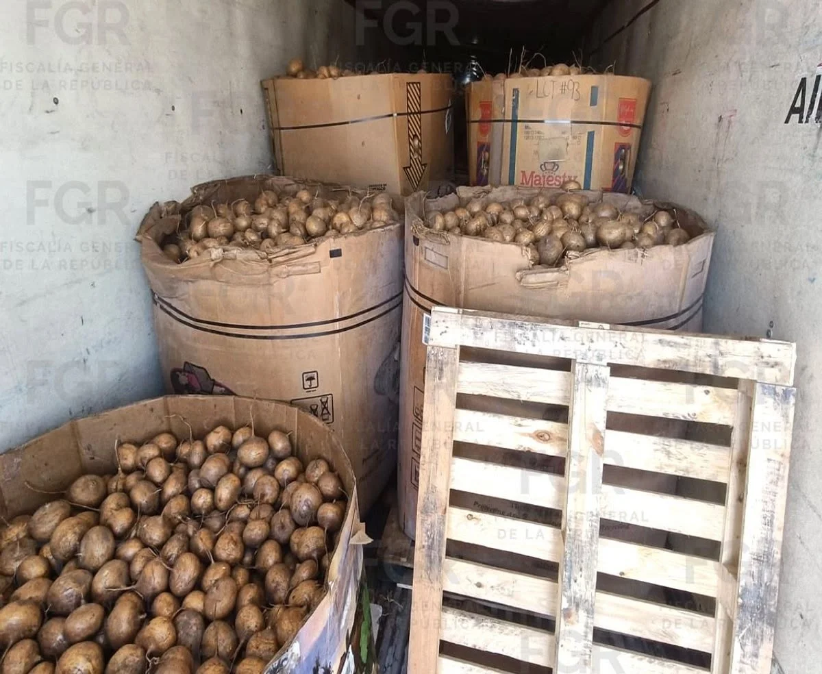 FGR asegura 916 kg de metanfetamina en Durango; ocultaban droga en cajas de jícamas. Detenido en Gómez Palacio.