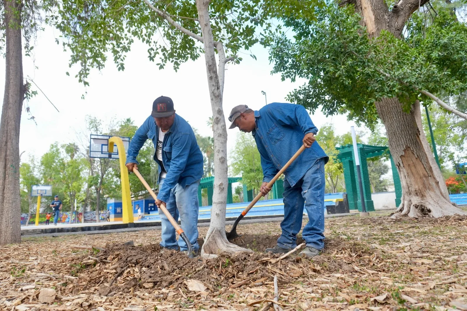 Preparan el Bosque Venustiano Carranza con riego rehabilitado para plantar más de mil árboles en próxima jornada de reforestación.