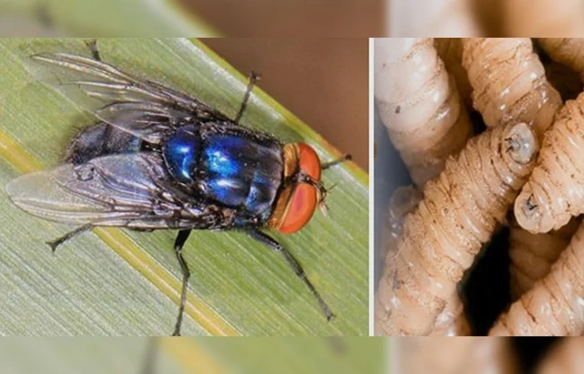 Detectan caso de gusano barrenador en rancho de Zaragoza, Coahuila