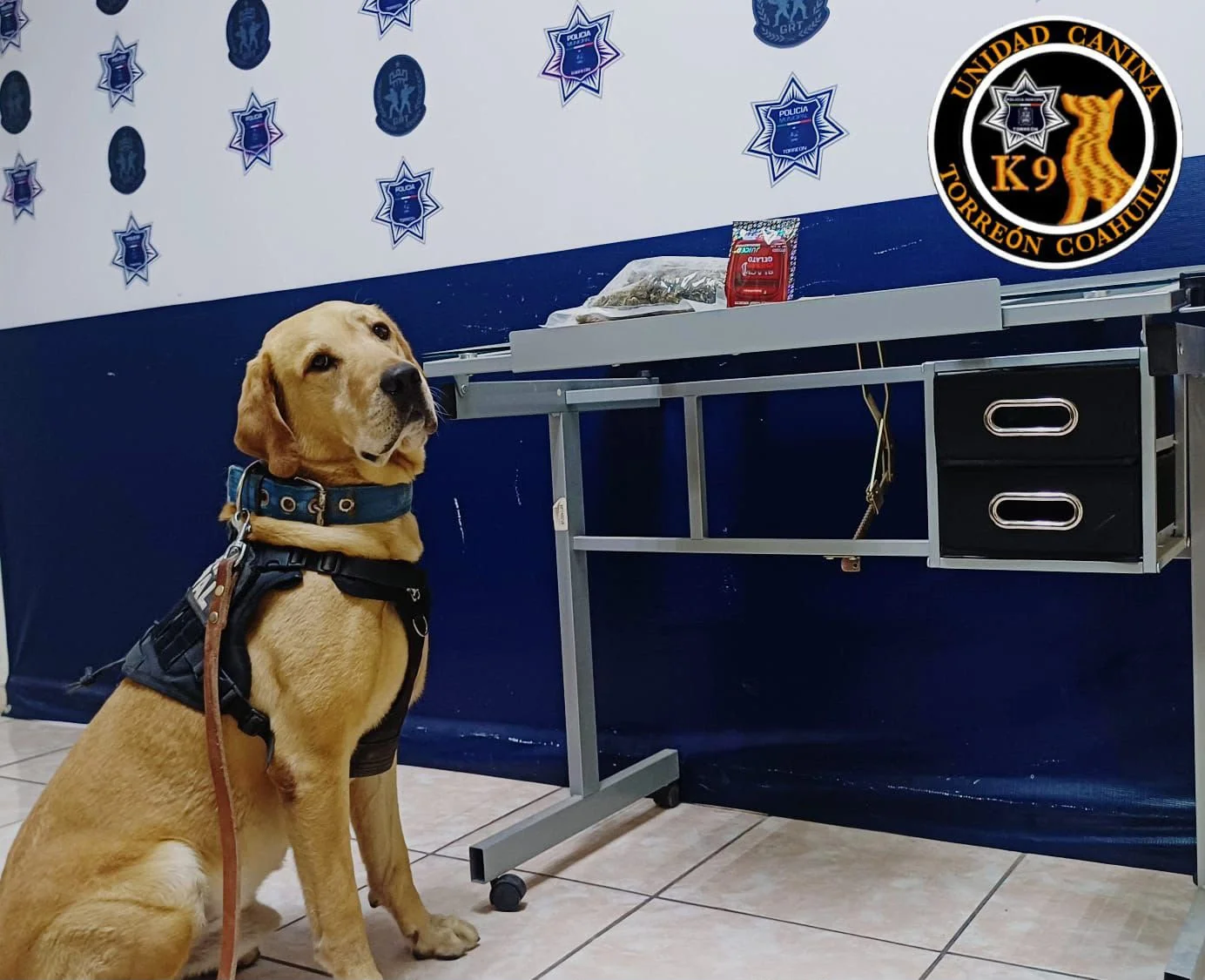 Binomio K-9 detecta paquete con marihuana en empresa de paquetería de Torreón