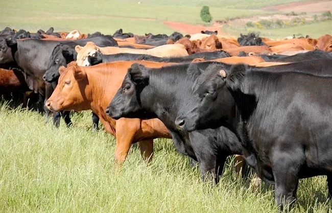 Suspende EU exportaciones de ganado por gusano barrenador