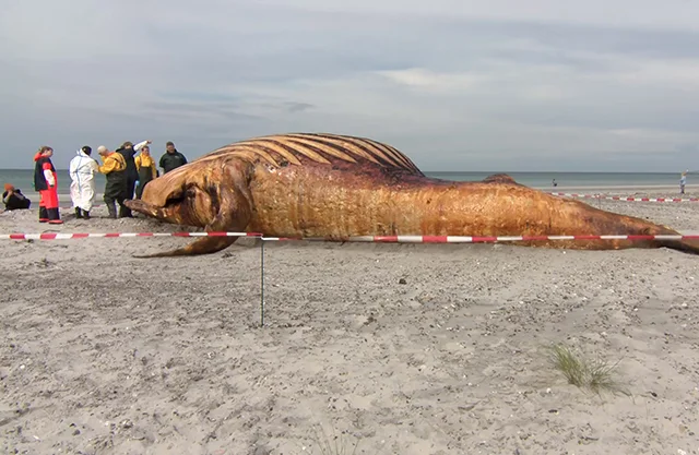 Ballena jorobada ‘Timmy’ será convertida en biocombustible tras fallido rescate en Alemania