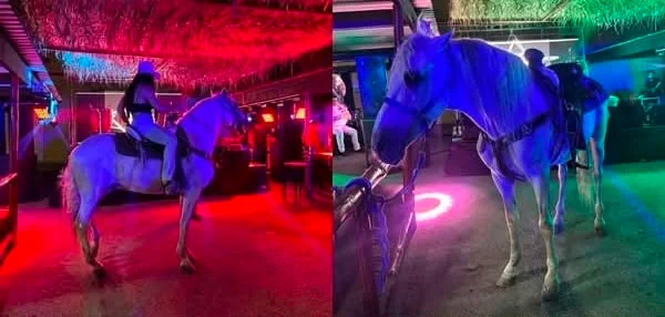 Sancionan a restaurante de Torreón por exhibir caballos; refuerzan vigilancia en favor del bienestar animal