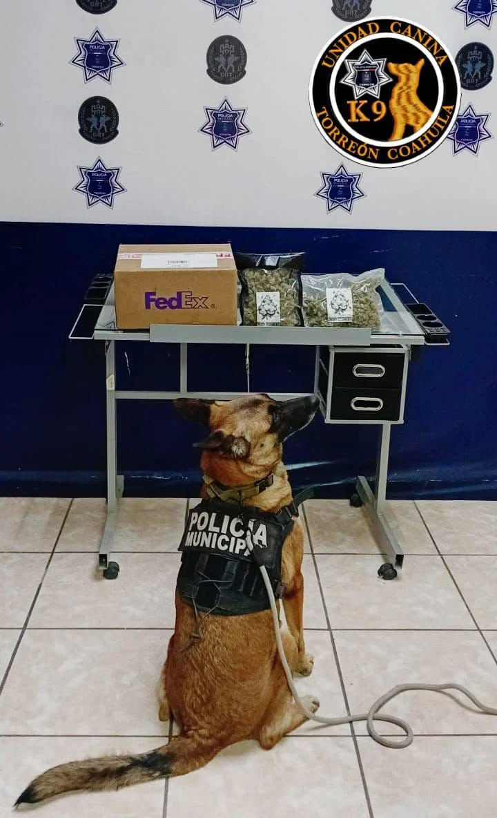 K9 asegura paquete con marihuana en empresa de paquetería en Torreón