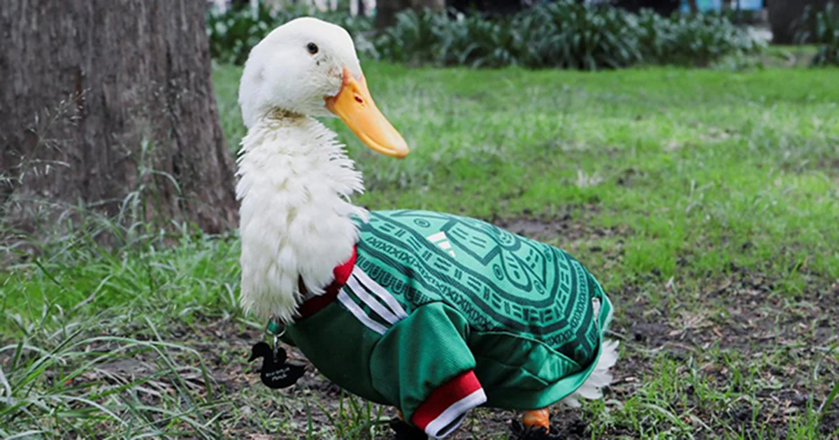 Dueña del Pato Merlín  confirma que será marca registrada ante el IMPI y ahora las marcas deberán pagar derechos por usar su imagen